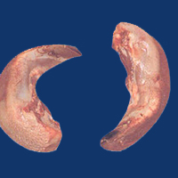 Tongues Swiss cut